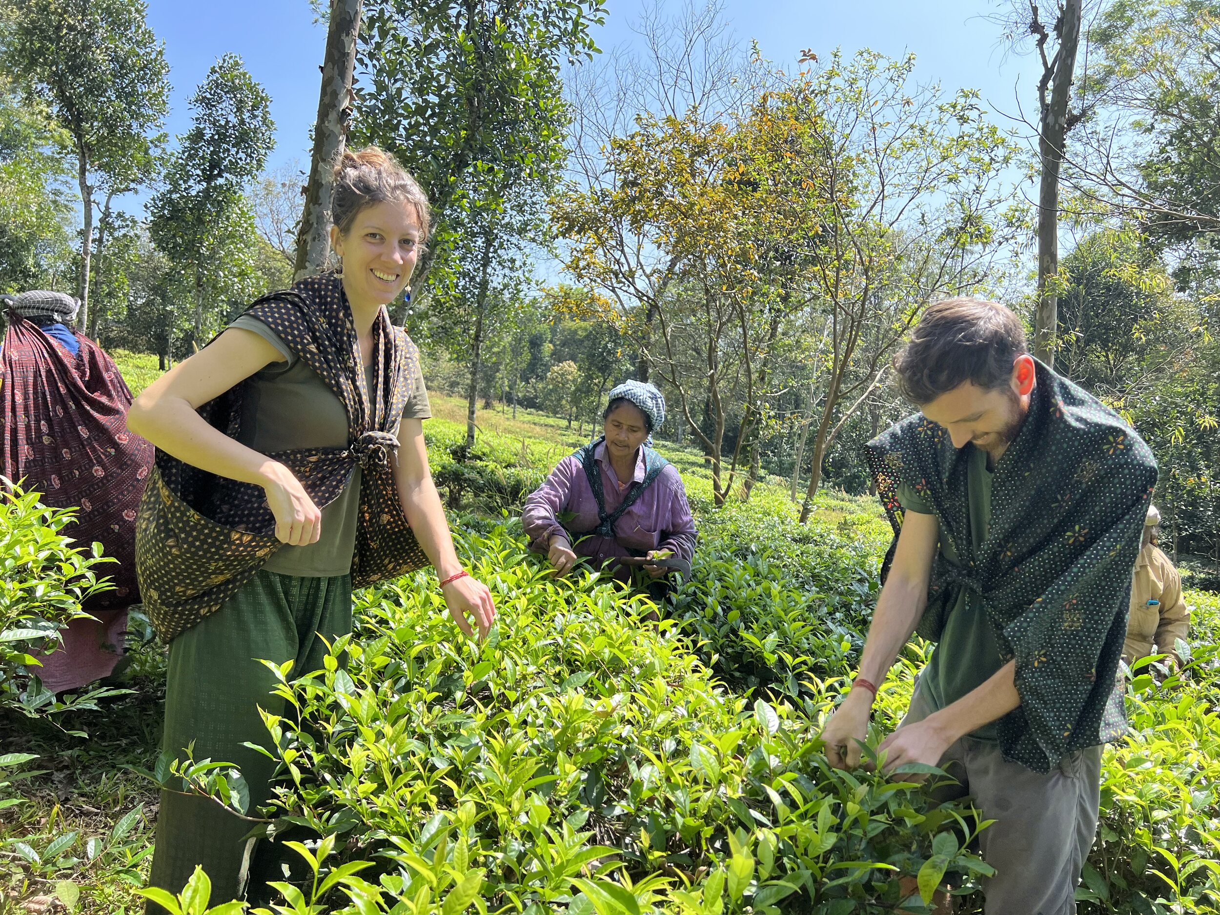 ELP - Tea Harvesting 
